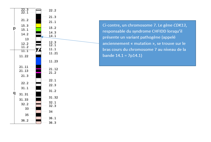 Cdk13 Ribbon Maladies Rares Occitanie - Syndrome CDK13